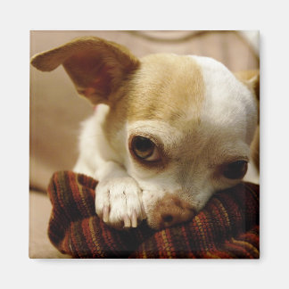 Imã Chihuahua Magnet