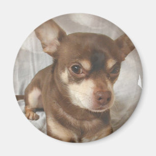 Imã Chihuahua Magnet