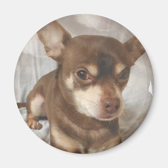 Imã Chihuahua Magnet (Frente)