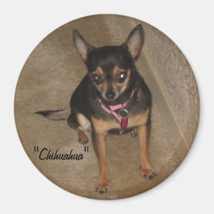 Imã Chihuahua Magnet