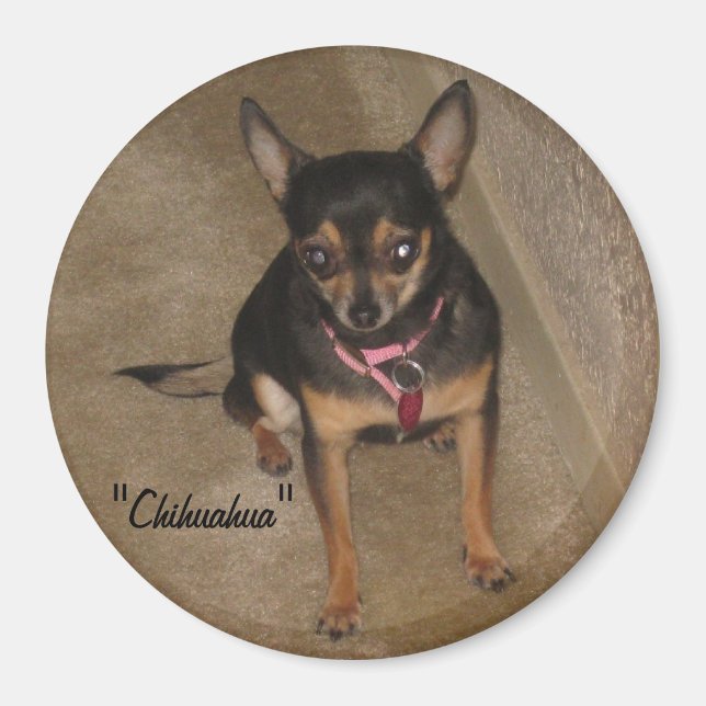 Imã Chihuahua Magnet (Frente)