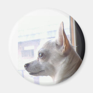 Imã Chihuahua Magnet