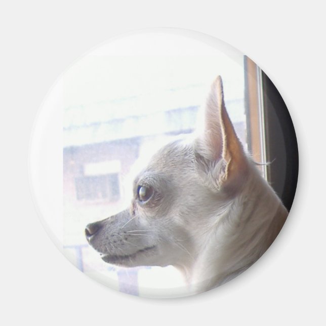 Imã Chihuahua Magnet (Frente)