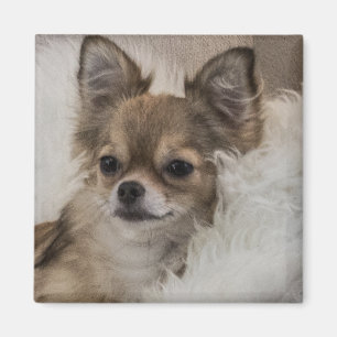 Imã Chihuahua Mimado Relaxando