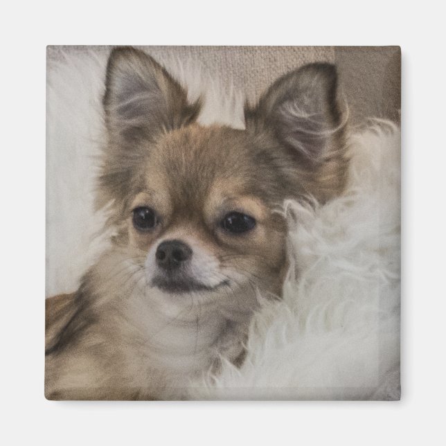 Imã Chihuahua Mimado Relaxando (Frente)