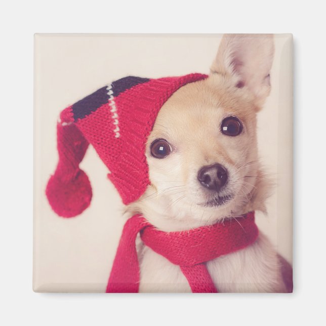 Imã Chihuahua No Boné De Inverno (Frente)