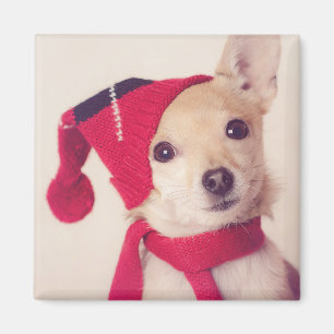 Imã Chihuahua no boné do inverno