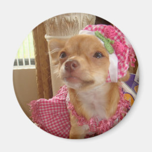 Imã chihuahua no ímã cor-de-rosa