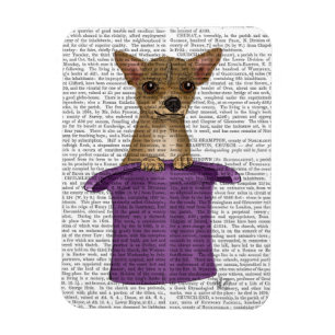 Ímã Chihuahua no Top Hat