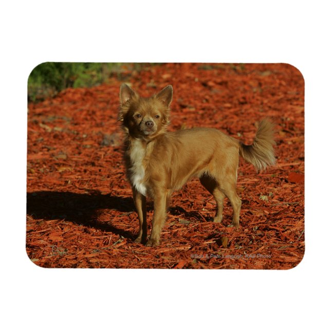 Ímã Chihuahua olhando para a câmera (Horizontal)