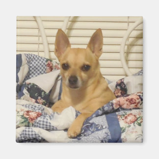 Imã Chihuahua ou seu ímã fotográfico