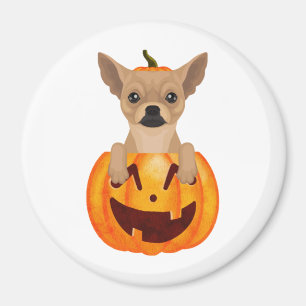 Imã Chihuahua Pumpkin