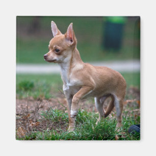 Imã Chihuahua Puppy