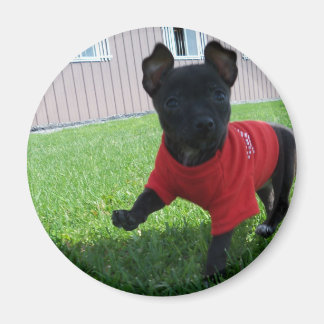 Imã Chihuahua Puppy Magnet