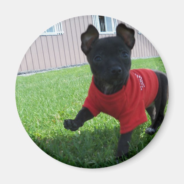 Imã Chihuahua Puppy Magnet (Frente)