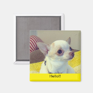 Imã Chihuahua Puppy Retrato Magnet