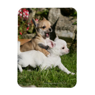 Ímã Chihuahua Puppy Tocando