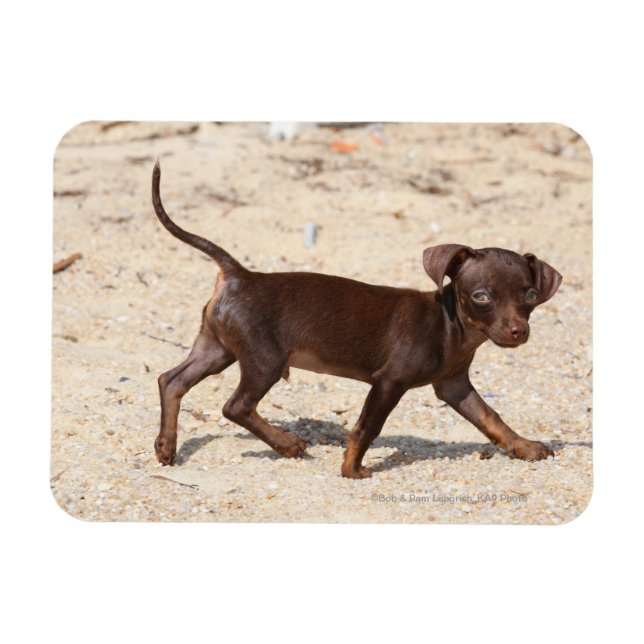 Ímã Chihuahua Puppy Walking (Horizontal)
