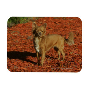 Ímã Chihuahua que olha a câmera