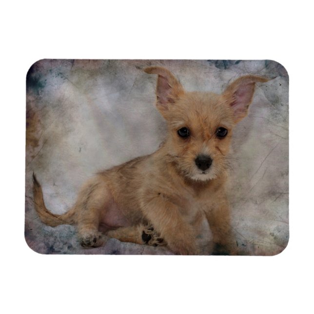 Ímã Chihuahua/Yorkie Puppy (Horizontal)