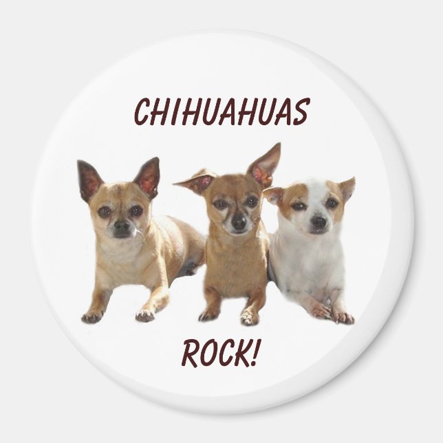 Imã Chihuahuas Rock Magnet (Frente)