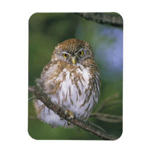 Ímã Chile, Aysen. Juvenil Autral Pygmy Owl