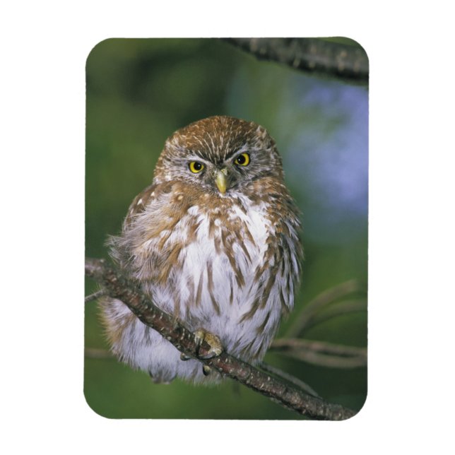 Ímã Chile, Aysen. Juvenil Autral Pygmy Owl (Vertical)
