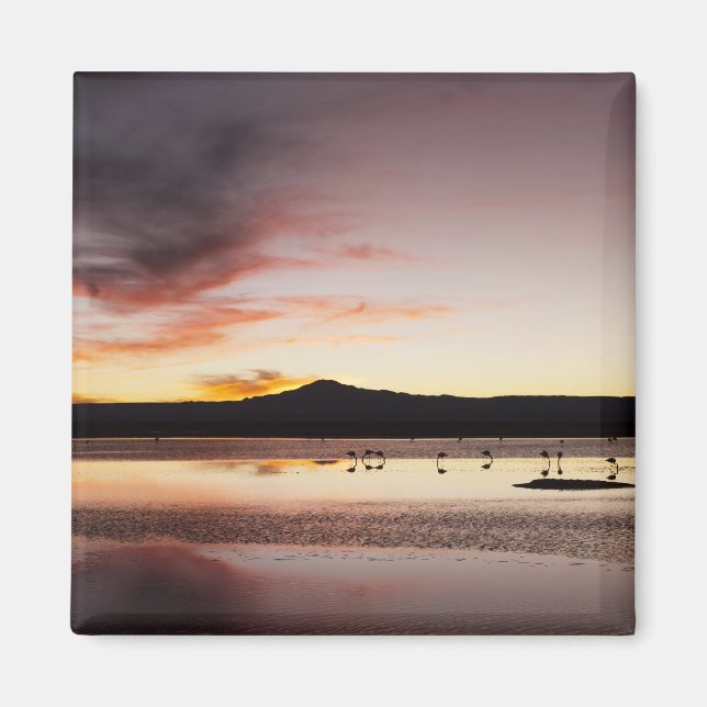 Imã Chilena Flamingo (Frente)