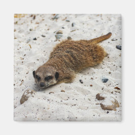Imã Chillin' Meerkat Magnet