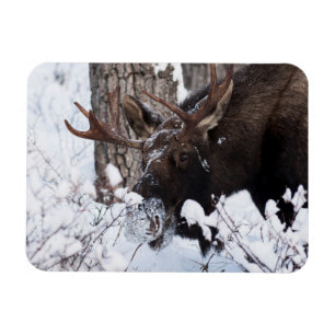 Ímã Chilly Moose