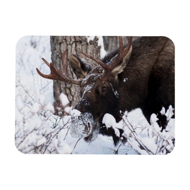 Ímã Chilly Moose (Horizontal)