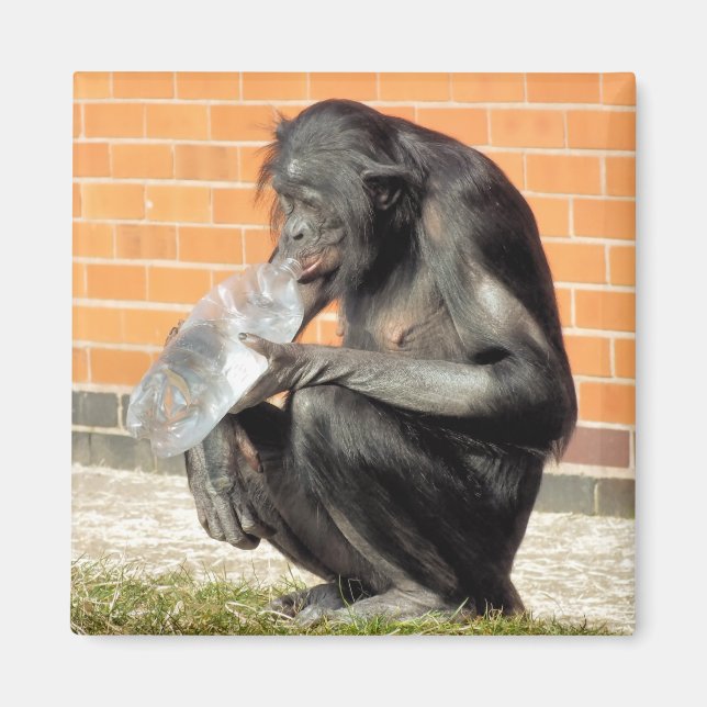 IMÃ CHIMP CUTE (Frente)