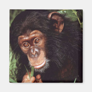 Imã Chimpansee