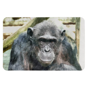 ÍMÃ CHIMPANZÉ