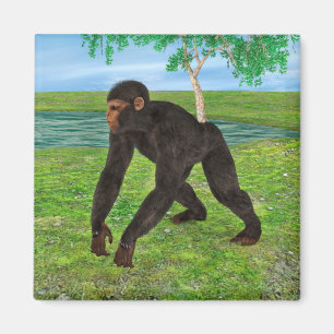 Imã Chimpanzé