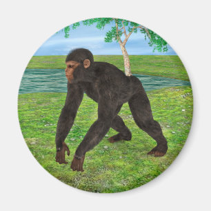 Imã Chimpanzé