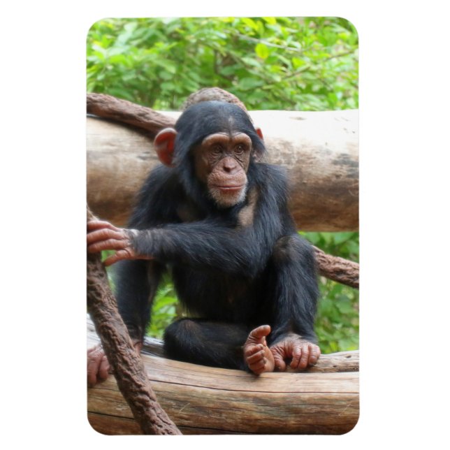 Ímã Chimpanzé 001 (Vertical)