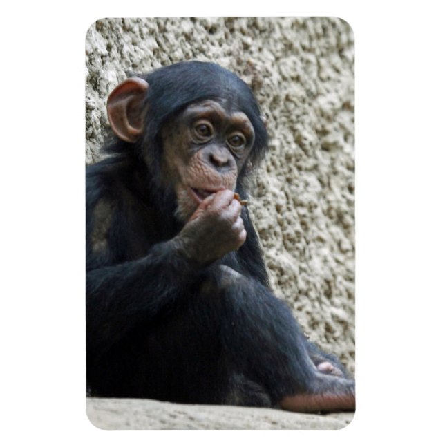 Ímã Chimpanzé 013 (Vertical)