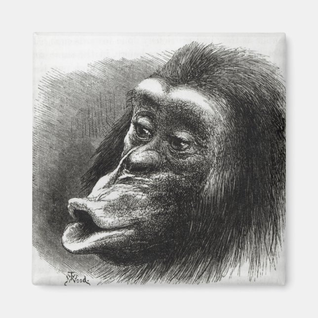 Imã Chimpanzé Desapontado e Sulky (Frente)