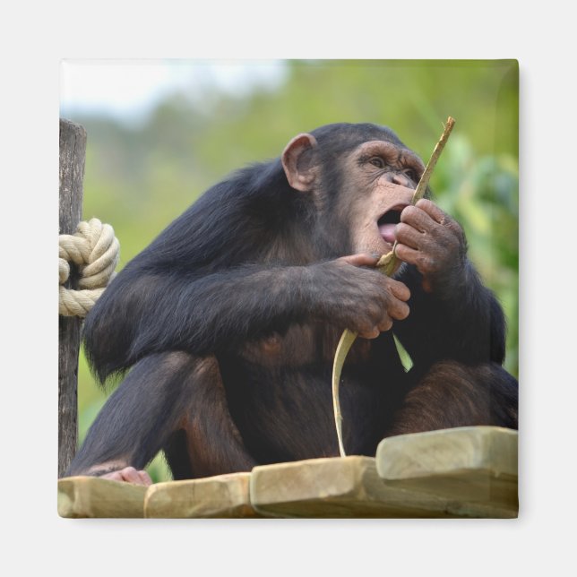 Imã Chimpanzé na prancha e comendo um postcar de árvor (Frente)