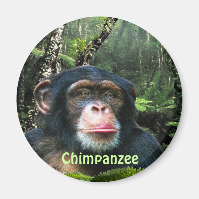 Imã CHIMPANZEE & JUNGLE Primate Willife Art Magnet (Frente)
