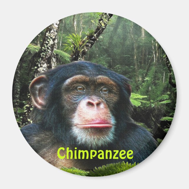 Imã CHIMPANZEE & JUNGLE Primate Willife Art Magnet (Frente)