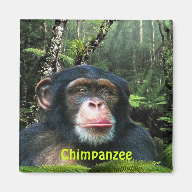 Imã CHIMPANZEE & JUNGLE Primate Willife Art Magnet (Frente)