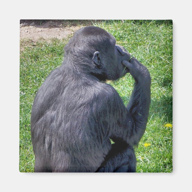 IMÃ CHIMPANZÉS (Frente)