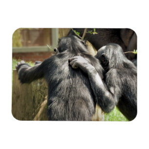 ÍMÃ CHIMPANZÉS