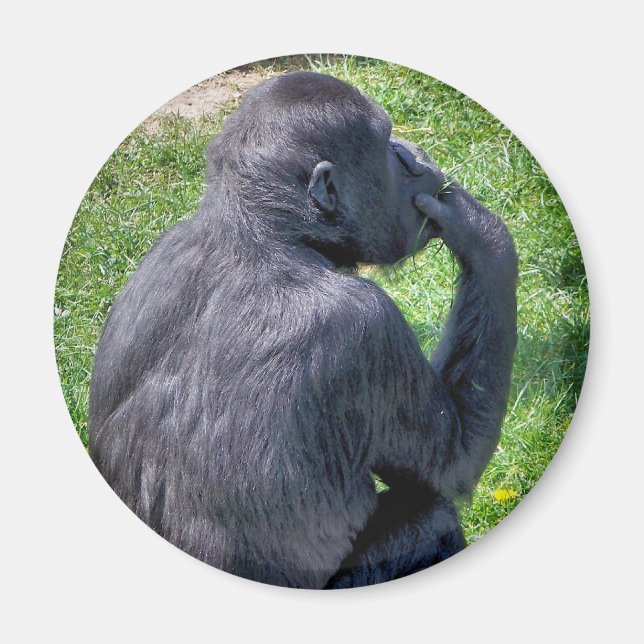 IMÃ CHIMPANZÉS (Frente)