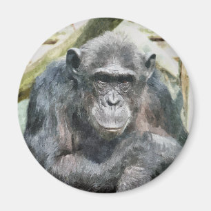 IMÃ CHIMPANZÉS BONITOS