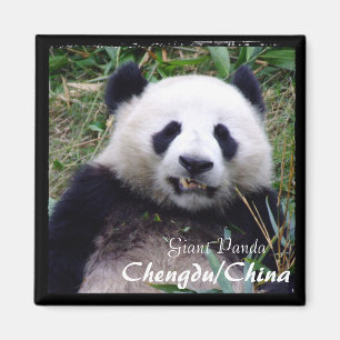Imã China, Chengdu, Giant Panda II (Magnet)