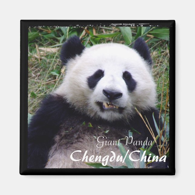 Imã China, Chengdu, Giant Panda II (Magnet) (Frente)