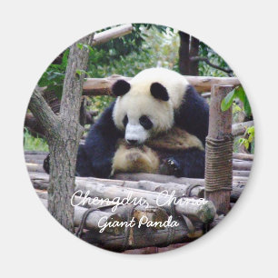 Imã China, Chengdu, Giant Panda (Magnet)